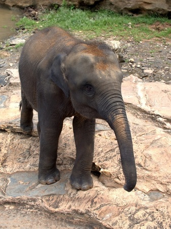 kleiner Elefant