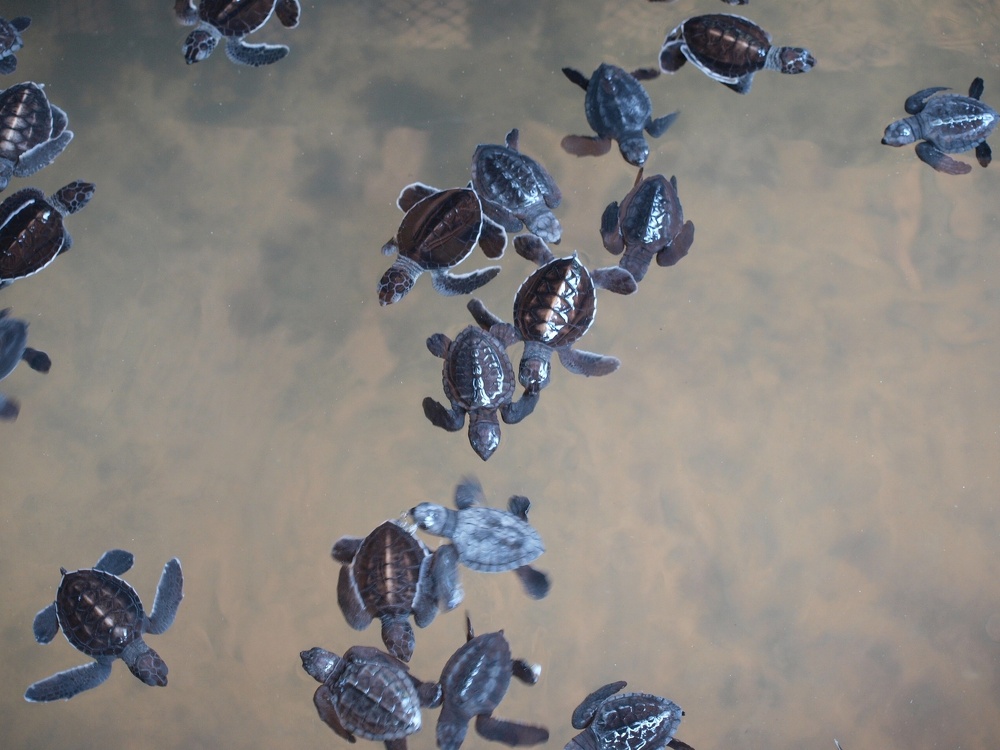 kleine Schildkröten