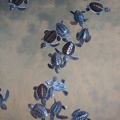 kleine Schildkröten