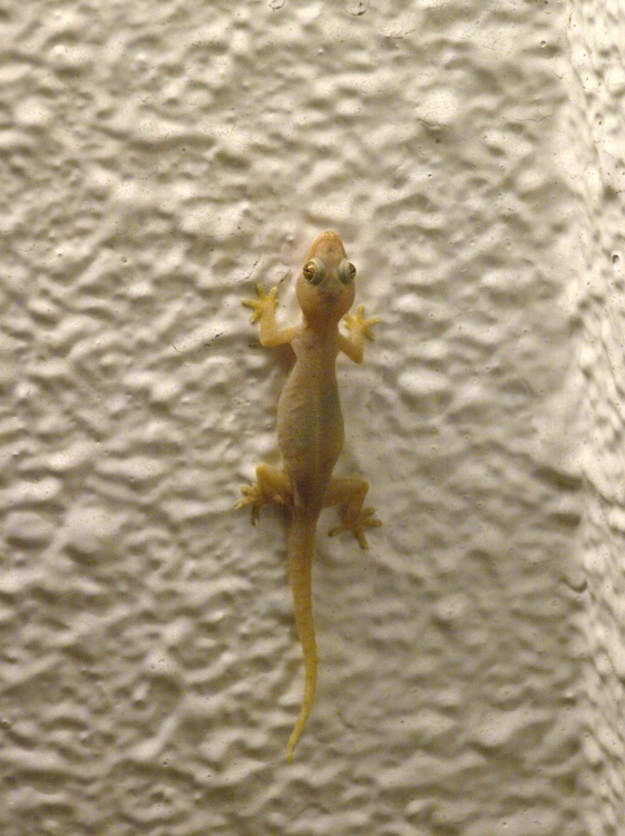 Gecko