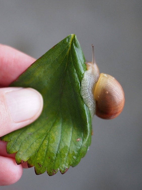 Schnecke im 2ten Stock