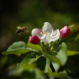 von Bienen und Apfelblüten