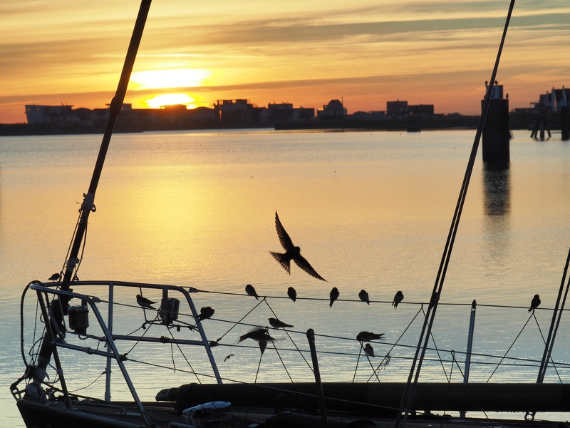 Olpenitz Sea Swallows | Seeschwalpen in Olpenitz