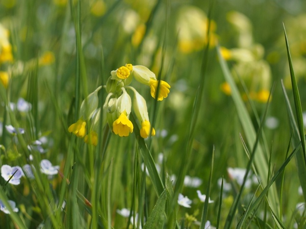 Schlüsselblumenwiese