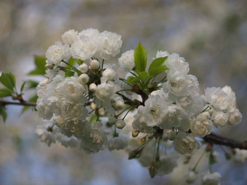 Blüten am Ast