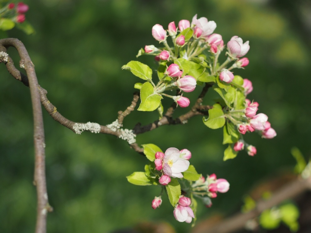 Apfelblüten