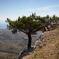 Agios Markos Tree