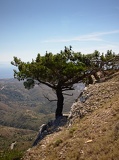Agios Markos Tree
