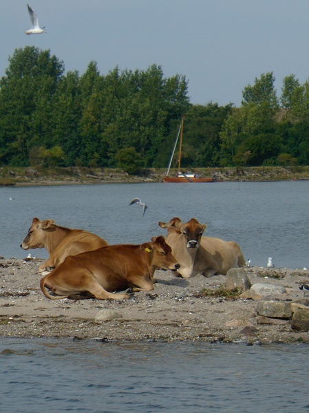 Strandkühe | Strand Cows