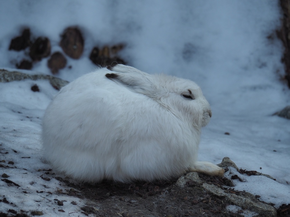 Schneehase