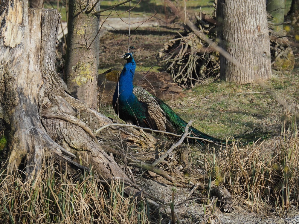 Pfau