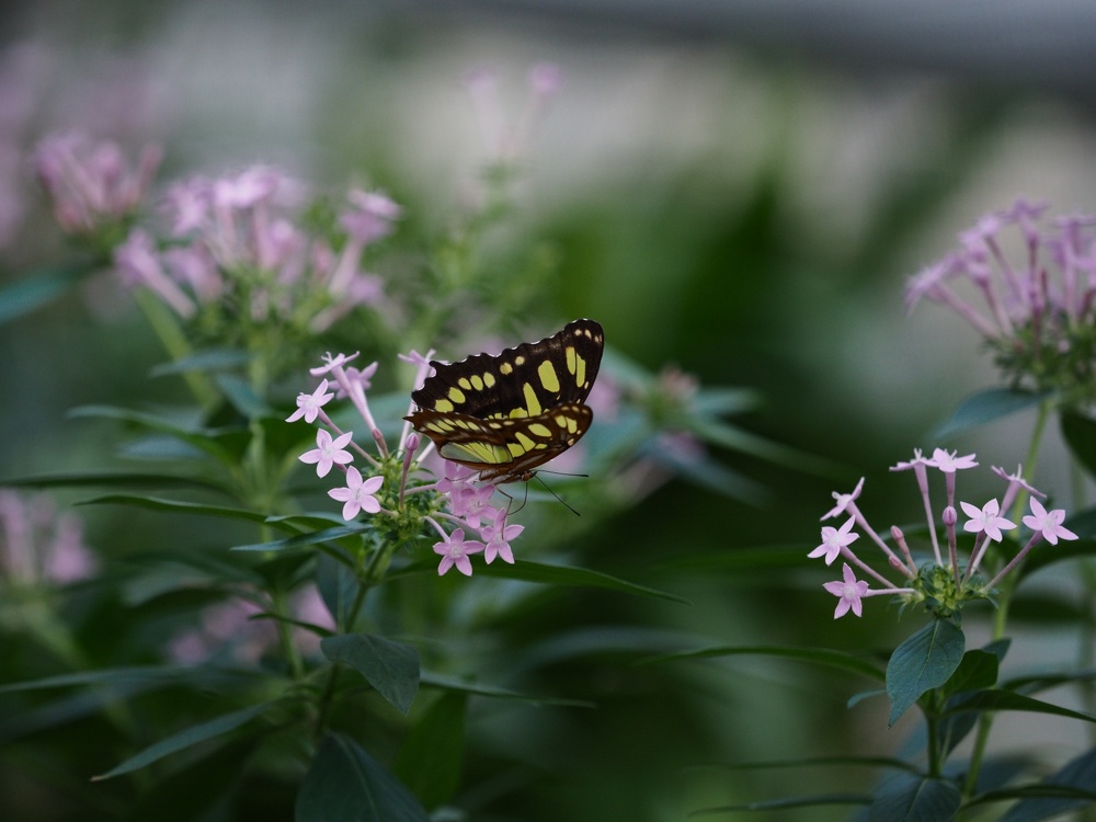 Schmetterling