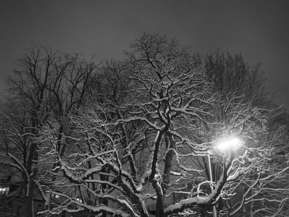 abendliche Schnee-Bäume