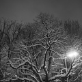 abendliche Schnee-Bäume