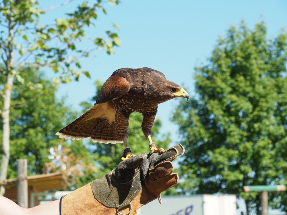 Greifvogel auf Falknerhandschuh