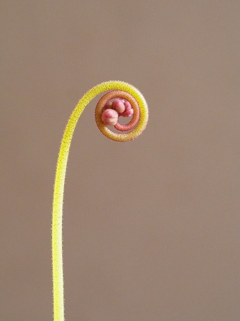 Drosera Rotundifolia kringelt sich