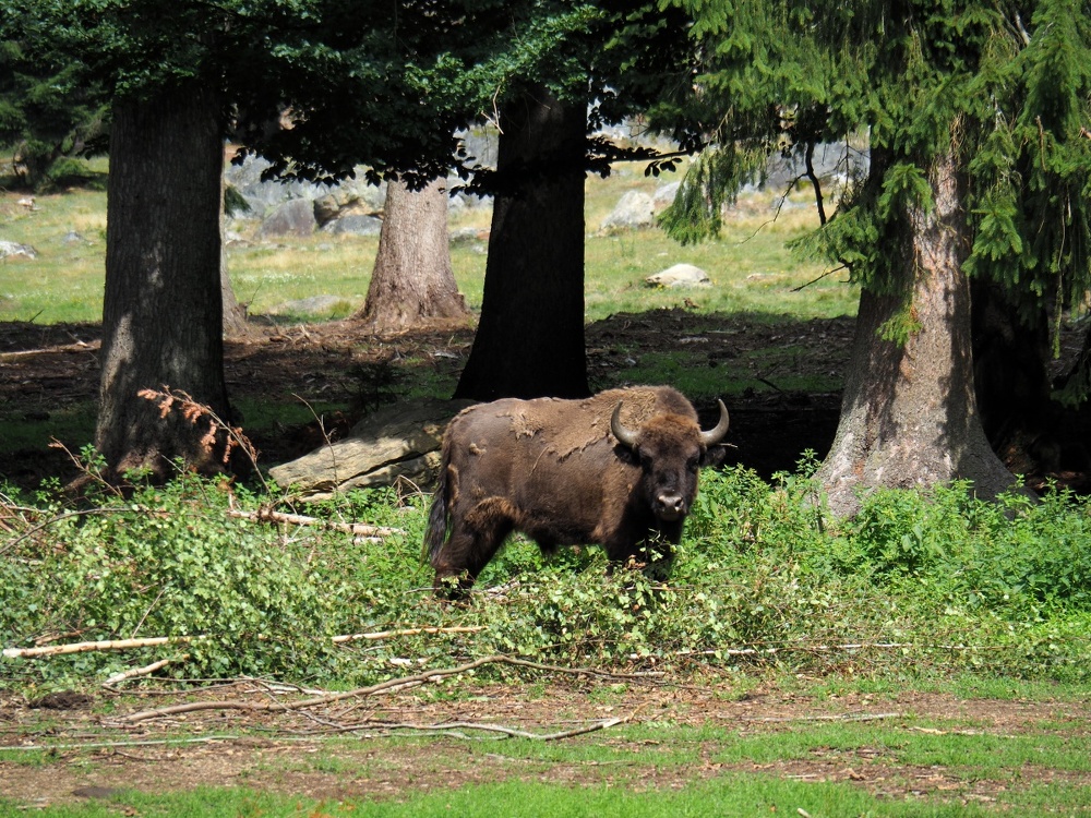 Wisent