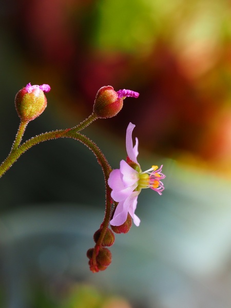 Drosera Rotundifolia Blüte