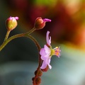 Drosera Rotundifolia Blüte