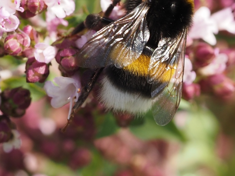 Hummel-Hintern