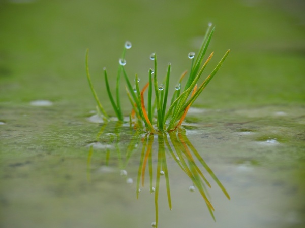 Gras und Tropfen