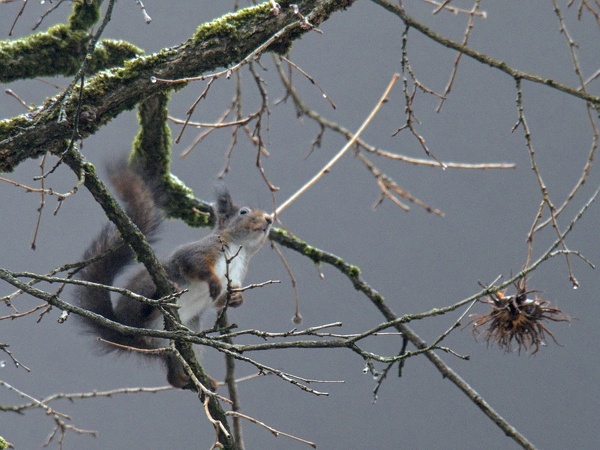 Eichhörnchen