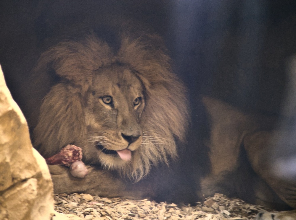 Löwe beim Fressen