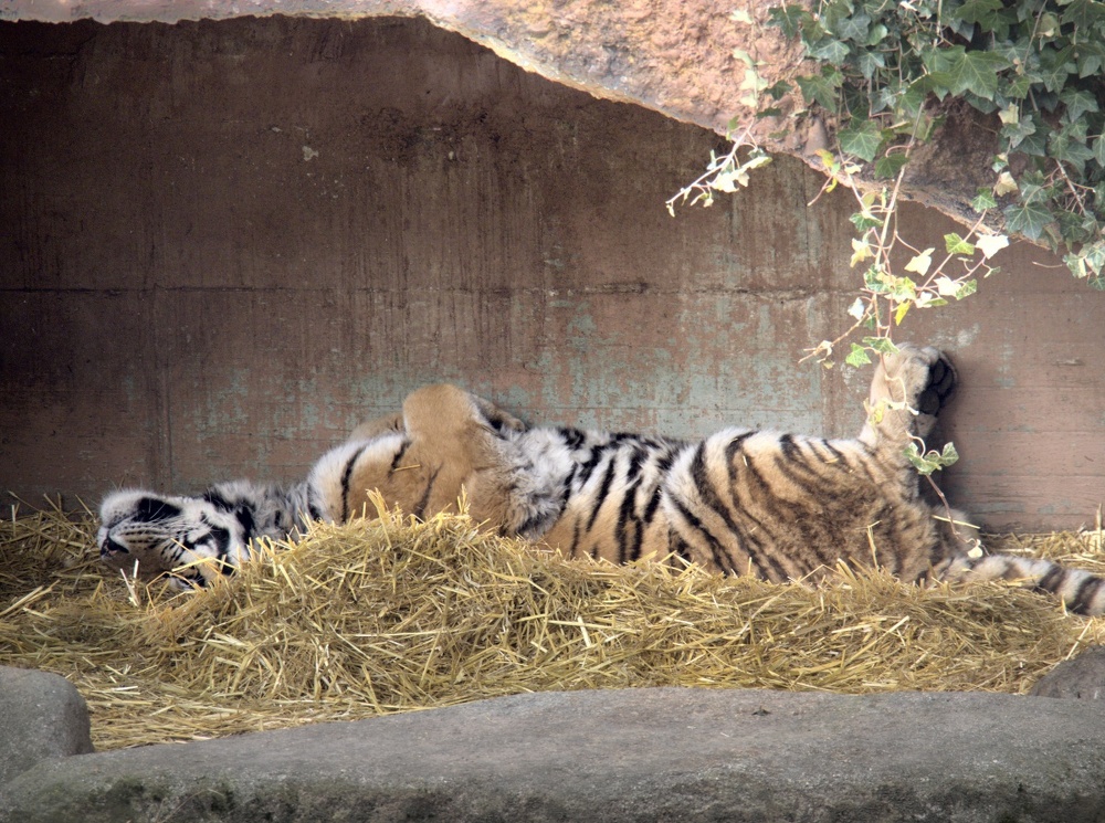 Herr Tiger macht eine Pause