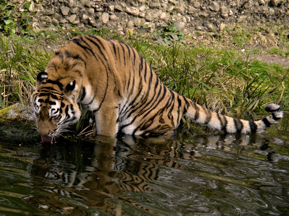 Frau Tiger trinkt einen Schluck