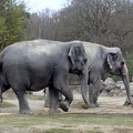Elefanten	
