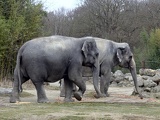 Elefanten	
