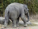 Elefantenkind Otto